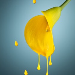 Melting Flower: our recent shot for a tutorial in “Lite It” magazine