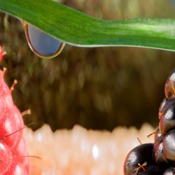Food Photography Tutorial: Part One