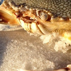 Getting the most from Iphone5 macro lens test