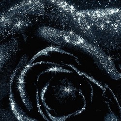 Photigy Live: The flower shot