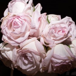 with canon speedlite attached, manual exposure
