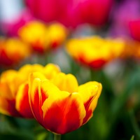 IMG_1368