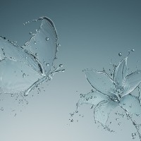 Butterfly and Flower