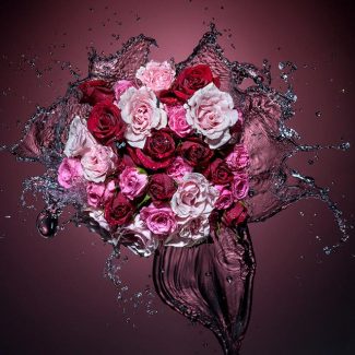 Splashing Roses – Liquid Photography