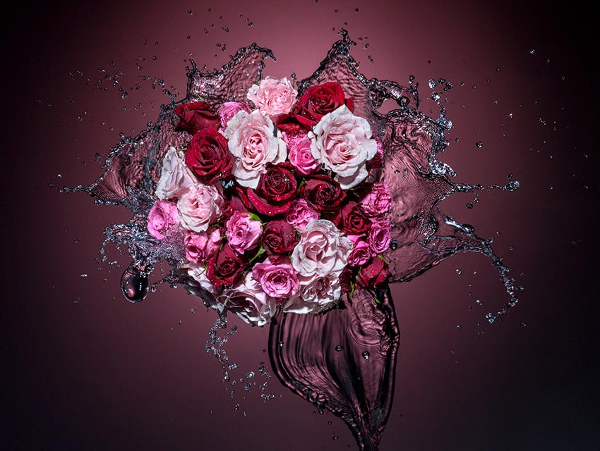 Splashing Roses Liquid Photography