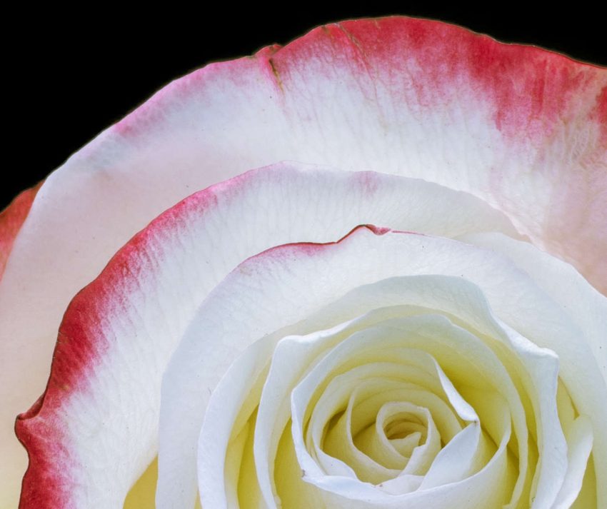 How to photograph flowers