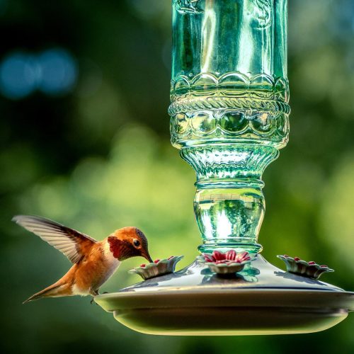 Hummingbird_feeder-Benjamin Harty