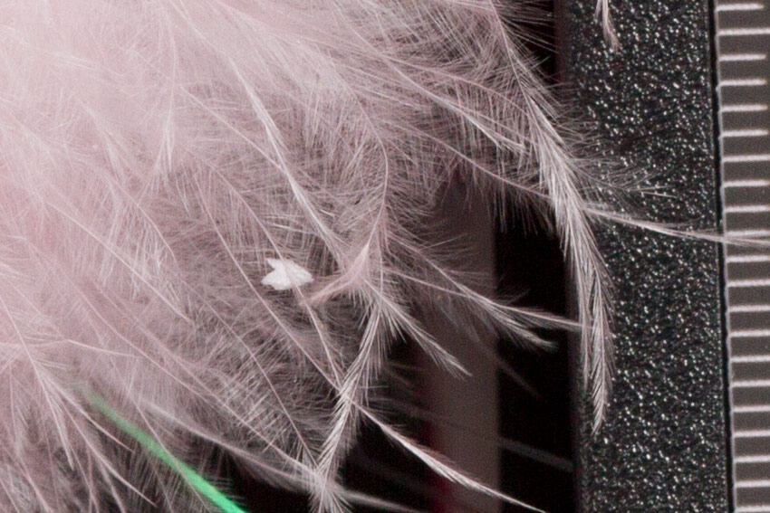 canon-7d-studio-underexposed-recovered-crop