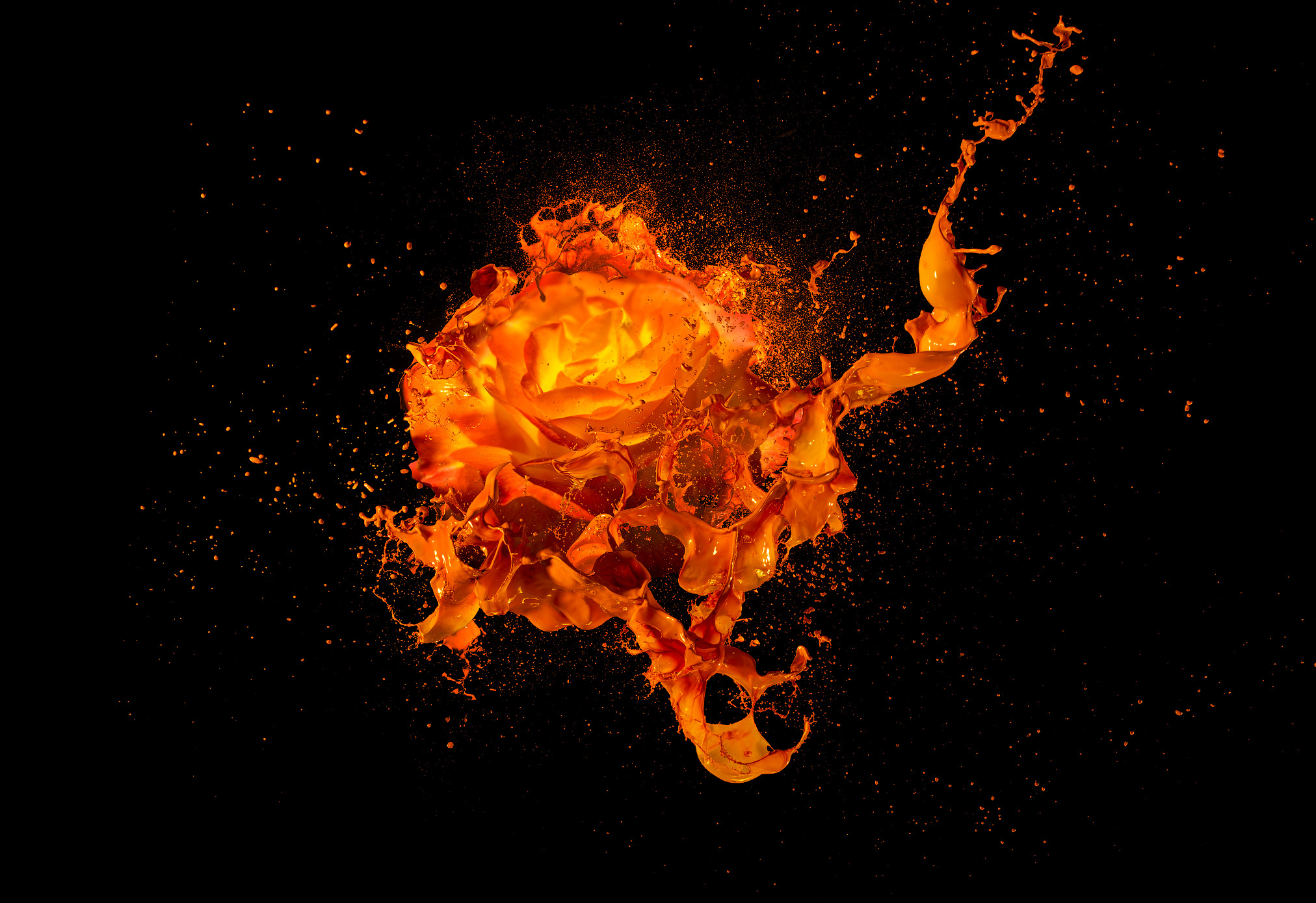Splash flowers amazing photography