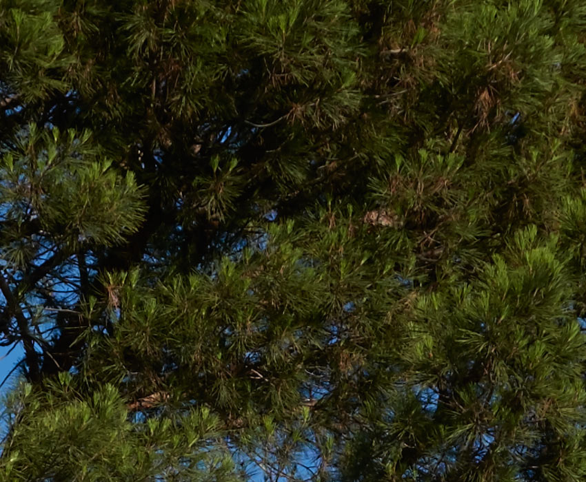 Sony RX10-II Image quality - at 80mm (1/1250 sec F2.8)